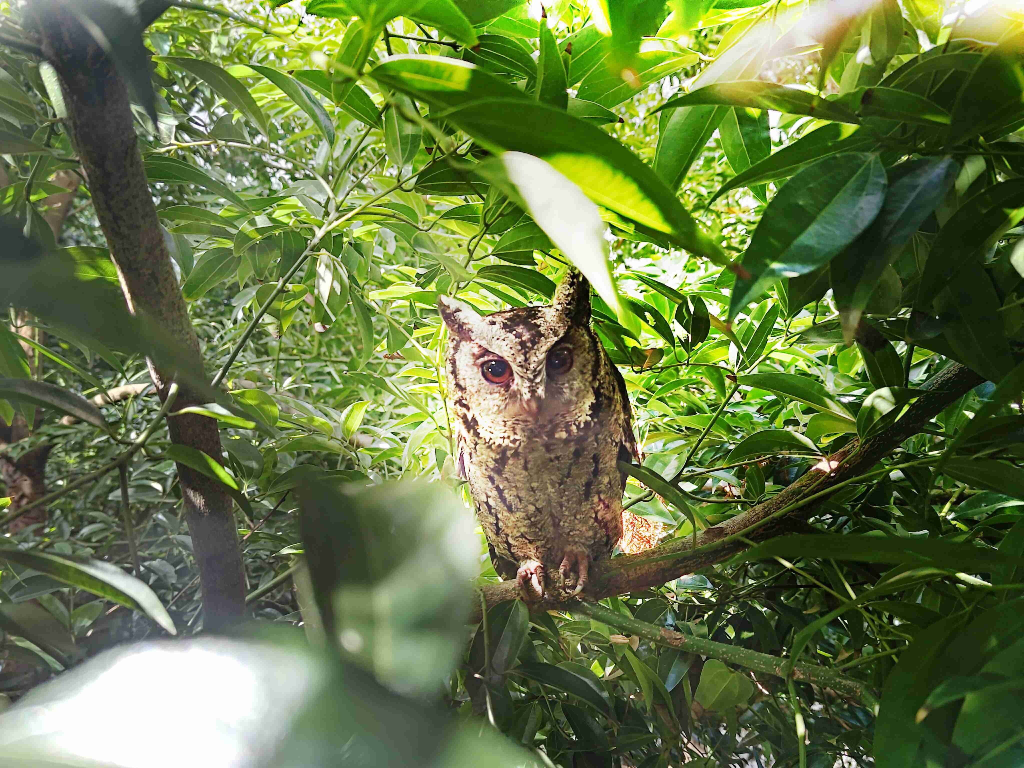 蓝狮在线致力提倡净零绿生活，，16年以来在全球各厂区植树逾百万棵，，，，造就各厂区树木蔚然成林，，，犹如森林工厂，，成为许多生物的栖息地